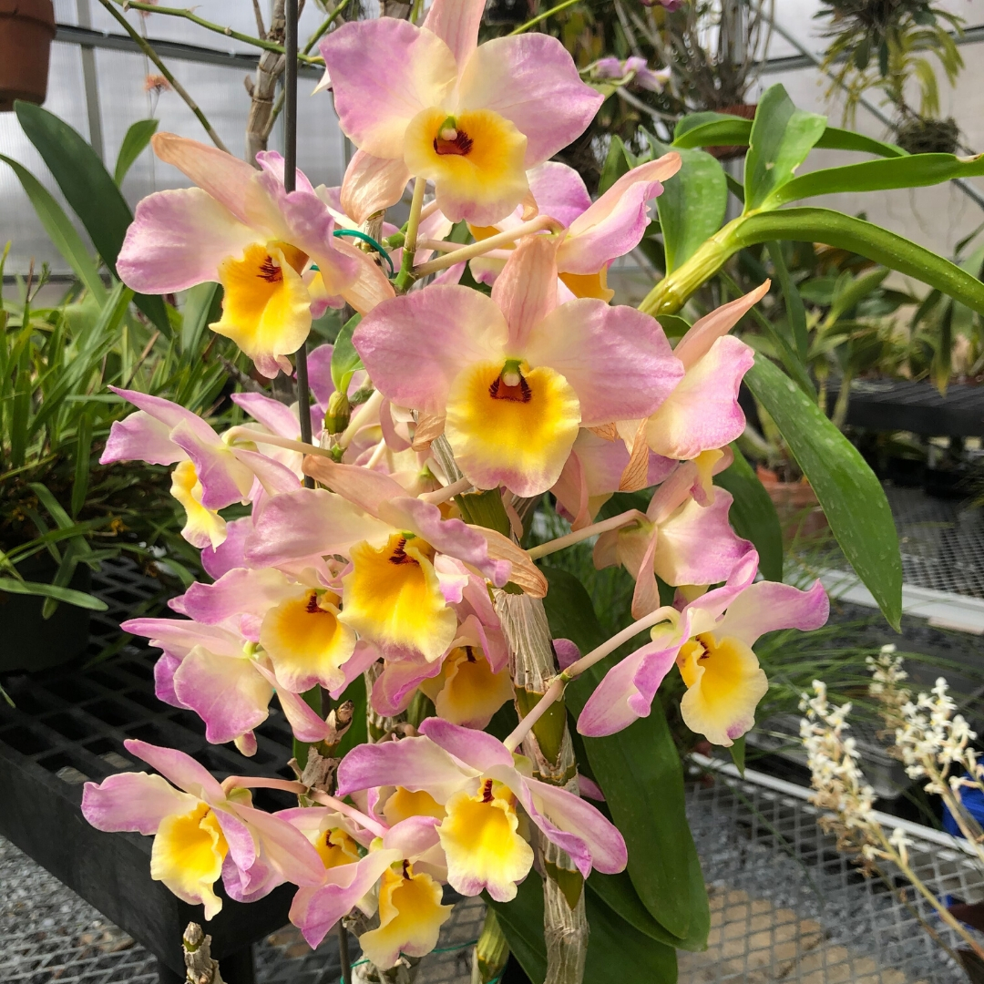 @william.stender Orchid Collection