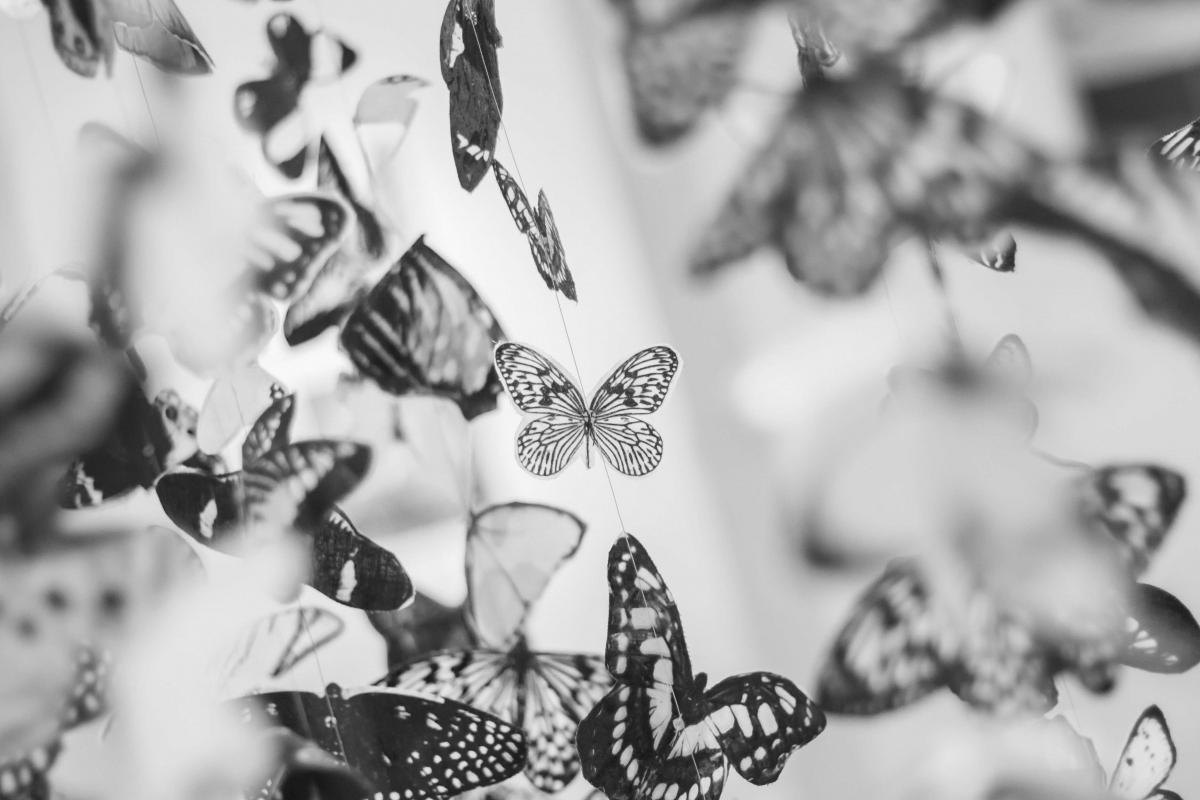 butterflies-black-and-white-9159.jpg
